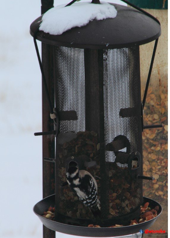 project feederwatch downy woodpecker feederwatch image.jpg